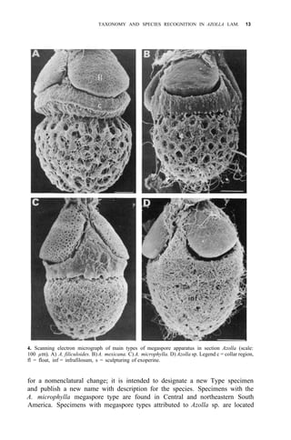 TAXONOMY AND SPECIES RECOGNITION IN AZOLLA LAM. 13
4. Scanning electron micrograph of main types of megaspore apparatus in section Azolla (scale:
100 µm). A) A. filiculoides. B)A. mexicana. C) A. microphylla. D) Azolla sp. Legend c = collar region,
fl = float, inf = infrafilosum, s = sculpturing of exoperine.
for a nomenclatural change; it is intended to designate a new Type specimen
and publish a new name with description for the species. Specimens with the
A. microphylla megaspore type are found in Central and northeastern South
America. Specimens with megaspore types attributed to Azolla sp. are located
 