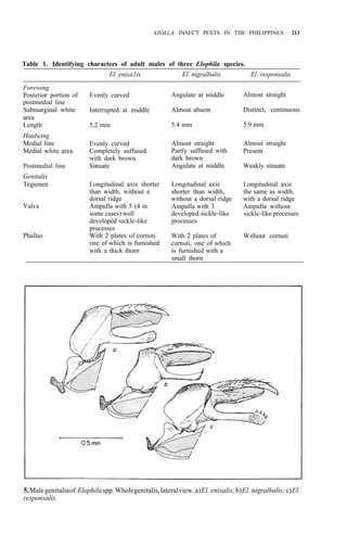 AZOLLA INSECT PESTS IN THE PHILIPPINES 213
Table 1. Identifying characters of adult males of three Elophila species.
El. enixa1is El. nigralbalis El. responsalis
Forewing
Posterior portion of
postmedial line
Submarginal white
area
Length
Hindwing
Medial line
Medial white area
Postmedial line
Genitalis
Tegumen
Valva
Phallus
Evenly curved
Interrupted at middle
5.2 mm
Evenly curved
Completely suffused
with dark brown
Sinuate
Longitudinal axis shorter
than width, without a
dorsal ridge
Ampulla with 5 (4 in
some cases) well
developed sickle-like
processes
With 2 plates of cornuti
one of which is furnished
with a thick thorn
Angulate at middle
Almost absent
5.4 mm
Almost straight
Partly suffused with
dark brown
Angulate at middle
Longitudinal axis
shorter than width,
without a dorsal ridge
Ampulla with 3
developed sickle-like
processes
With 2 plates of
cornuti, one of which
is furnished with a
small thorn
Almost straight
Distinct, continuous
5.9 mm
Almost straight
Present
Weakly sinuate
Longitudinal axis
the same as width,
with a dorsal ridge
Ampulla without
sickle-like processes
Without cornuti
5.Malegenitaliaof Elophilaspp.Wholegenitalis,lateralview.a)El. enixalis;b)El. nigralbalis;c)El.
responsalis.
 