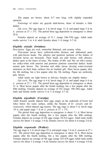 214 AZOLLA UTILIZATION
The pupae are brown, about 6-7 mm long, with slightly expanded
spiracles.
Forewings of males are grayish dark-brown, those of females a little
darker.
Life cycle. The egg stage is 3 d, larval stage 12 d, and pupal stage 5 d on
A. pinnata at 27 ± 3°C. The period from egg deposition to emergence is about
20 d.
Females deposit an average of 31 1 (range 246-370) eggs. Adult male
moths survive 3 or 4 d; adult females about 5 d (range 3-7 d).
Elophila enixalis (Swinhoe)
Description. Eggs are oval, somewhat flattened, and creamy white.
First-instar larvae have yellowish-white thoracic and abdominal parts
with pale-brown heads. The anterior and posterior portions of the bodies of
3d-instar larvae are brownish. Their heads are pale brown, with obscure,
darker spots at the bases of setae. The bodies of 4th- and 5th- (or 6th-) instars
are milky-white with anterior and posterior portions somewhat darker; heads
remain pale brown. The 3d-instar and older larvae develop water-resistant
structures on their body surfaces but no tracheal gill. Most larvae pupate after
the 4th molting, but a few pupate after the 5th molting. Pupae are uniformly
pale brown.
Adult males are light brown to fulvous; females are slightly darker.
Life cycle. The egg stage is 4 d, larval stage 21 d, and pupal stage 6 d on
A. pinnata at 27 ± 3°C. The period from egg deposition to emergence is about
31 d. Most larvae pupate after the fourth molting, but a few pupate after the
fifth molting. Females deposit an average of 252 (range 196-346) eggs. Adult
male and female moths survive 4 or 5 d (range 2-7 d).
Elophila nigralbalis (Caradja)
Adult females usually deposit their eggs singly on the underside of lower leaf
lobes below the water surface, unlike the females of El. enixalis and El.
responsalis, which deposit egg masses. The egg stage is about 5 d, larval stage
19 d, and pupal stage 7 d on A. pinnata at 27 ± 3°C.
The period from egg deposition to emergence is about 3 1 d. Most larvae
pupate after the fourth molting, but a few pupate after the fifth molting.
Females deposit an average of 236 eggs (range 54-414 eggs). Adult male moths
survive for about 3 d (range 1-4 d); females survive for about 4 d (range 2-6 d).
Elophila responsalis (Walker)
The egg stage is 5 d, larval stage 22 d, and pupal stage 7 d on A. pinnata at 27 ±
3°C. The period from egg deposition to emergence is about 34 d. Most larvae
pupate after the fourth molting, but a few pupate after the fifth molting.
Females deposit an average of 344 eggs (range 253-478 eggs) Adult male moths
survive for about 3 d (range 1-6 d); females survive for about 5 d (range 3-6 d).
 