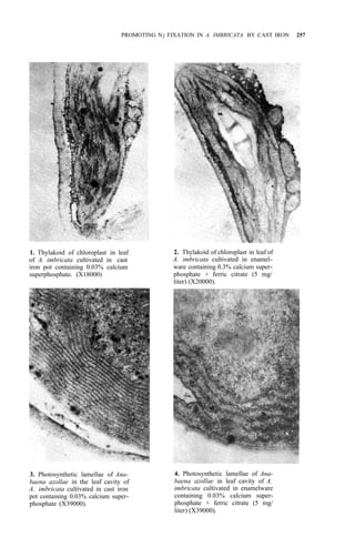 PROMOTING N2 FIXATION IN A. IMBRICATA BY CAST IRON 257
1. Thylakoid of chloroplast in leaf
of A. imbricata cultivated in cast
iron pot containing 0.03% calcium
superphosphate. (X18000)
2. Thylakoid of chloroplast in leaf of
A. imbricata cultivated in enamel-
ware containing 0.3% calcium super-
phosphate + ferric citrate (5 mg/
liter) (X20000).
3. Photosynthetic lamellae of Ana-
baena azollae in the leaf cavity of
A. imbricata cultivated in cast iron
pot containing 0.03% calcium super-
phosphate (X39000).
4. Photosynthetic lamellae of Ana-
baena azollae in leaf cavity of A.
imbricata cultivated in enamelware
containing 0.03% calcium super-
phosphate + ferric citrate (5 mg/
liter) (X39000).
 