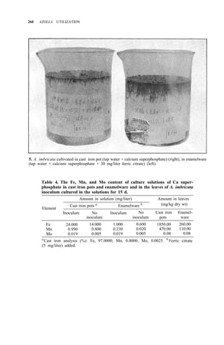 260 AZOLLA UTILIZATION
5. A. imbricata cultivated in cast iron pot (tap water + calcium superphosphate) (right), in enamelware
(tap water + calcium superphosphate + 30 mg/liter ferric citrate) (left).
Table 4. The Fe, Mn, and Mo content of culture solutions of Ca super-
phosphate in cast iron pots and enamelware and in the leaves of A. imbricata
inoculum cultured in the solutions for 15 d.
Amount in solution (mg/liter) Amount in leaves
Cast iron pots a
Enamelware b (mg/kg dry wt)
Element
Inoculum No Inoculum No Cast iron Enamel-
inoculum inoculum pots ware
Fe 24.000 14.000 1.000 0.600 1850.00 260.00
Mn 0.990 0.800 0.230 0.020 470.00 110.00
Mo 0.019 0.005 0.019 0.005 0.08 0.08
a
Cast iron analysis (%): Fe, 97.0000; Mn, 0.4000; Mo, 0.0025. b
Ferric citrate
(5 mg/liter) added.
 