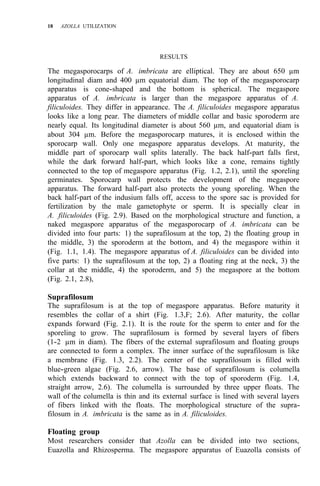 18 AZOLLA UTILIZATION
RESULTS
The megasporocarps of A. imbricata are elliptical. They are about 650 µm
longitudinal diam and 400 µm equatorial diam. The top of the megasporocarp
apparatus is cone-shaped and the bottom is spherical. The megaspore
apparatus of A. imbricata is larger than the megaspore apparatus of A.
filiculoides. They differ in appearance. The A. filiculoides megaspore apparatus
looks like a long pear. The diameters of middle collar and basic sporoderm are
nearly equal. Its longitudinal diameter is about 560 µm, and equatorial diam is
about 304 µm. Before the megasporocarp matures, it is enclosed within the
sporocarp wall. Only one megaspore apparatus develops. At maturity, the
middle part of sporocarp wall splits laterally. The back half-part falls first,
while the dark forward half-part, which looks like a cone, remains tightly
connected to the top of megaspore apparatus (Fig. 1.2, 2.1), until the sporeling
germinates. Sporocarp wall protects the development of the megaspore
apparatus. The forward half-part also protects the young sporeling. When the
back half-part of the indusium falls off, access to the spore sac is provided for
fertilization by the male gametophyte or sperm. It is specially clear in
A. filiculoides (Fig. 2.9). Based on the morphological structure and function, a
naked megaspore apparatus of the megasporocarp of A. imbricata can be
divided into four parts: 1) the suprafilosum at the top, 2) the floating group in
the middle, 3) the sporoderm at the bottom, and 4) the megaspore within it
(Fig. 1.1, 1.4). The megaspore apparatus of A. filiculoides can be divided into
five parts: 1) the suprafilosum at the top, 2) a floating ring at the neck, 3) the
collar at the middle, 4) the sporoderm, and 5) the megaspore at the bottom
(Fig. 2.1, 2.8),
Suprafilosum
The suprafilosum is at the top of megaspore apparatus. Before maturity it
resembles the collar of a shirt (Fig. 1.3,F; 2.6). After maturity, the collar
expands forward (Fig. 2.1). It is the route for the sperm to enter and for the
sporeling to grow. The suprafilosum is formed by several layers of fibers
(1-2 µm in diam). The fibers of the external suprafilosum and floating groups
are connected to form a complex. The inner surface of the suprafilosum is like
a membrane (Fig. 1.3, 2.2). The center of the suprafilosum is filled with
blue-green algae (Fig. 2.6, arrow). The base of suprafilosum is columella
which extends backward to connect with the top of sporoderm (Fig. 1.4,
straight arrow, 2.6). The columella is surrounded by three upper floats. The
wall of the columella is thin and its external surface is lined with several layers
of fibers linked with the floats. The morphological structure of the supra-
filosum in A. imbricata is the same as in A. filiculoides.
Floating group
Most researchers consider that Azolla can be divided into two sections,
Euazolla and Rhizosperma. The megaspore apparatus of Euazolla consists of
 