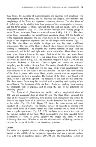 MORPHOLOGY OF MEGASPOROCARPS IN EUAZOLLA AND RHIZOSPERMA 19
three floats. Its massulae of microsporocarps are equipped with glochidia. The
Rhizosperma has nine floats, and its massulae are flagella. The numbers and
morphology of the floats are important taxonomic features. The nine floats of
A. imbricata can be divided into three groups of threes arranged as a triangle,
and the three groups of floats surround the top and the middle parts of the
megaspore apparatus (Fig. 1.4). The distance between two floating groups is
about 25 µm, numerous fibers are scattered above it (Fig. 1.1, 1.3). The three
upper floats surrounding the suprafilosum constitute about 1/3 the height of
of the megaspore apparatus; the six lower floats in the middle are also 1/3 the
height of the megaspore apparatus, and are the largest cross section (Fig. 1.1,
1.5). The nine floats are similar in shape and size, but have a different
arrangement. The top of the float is shaped like a tongue, its bottom thicker,
forming a tetrahedron. The external and internal surfaces of each float are
symmetrical, and its left and right sides mirror each other. Three floats in the
same group form a triangle, the upper float is at the top, two lower floats
connect with each other (Fig. 1.1). An upper float, with its inner surface and
side view, is shown in Fig. 1.6. The maximum length of a float is 240 µm and
maximum thickness is 150 µm. Concave spots and stripes are scattered
irregularly on the surface of each float. The center of each float has a 12-µm-
diam hole (Fig. 1-7) which may be the trace of its organ development. The
inner structure of all the floats is like an alveolate. The top of the inner surface
of the float is joined with many fibers, which connect with the suprafilosum
and sporoderm to form a complex. The bottom of the float is not linked with
fiber, so that it can swell upward. The functions of the float are still unknown.
The three upper floats may be involved with expanding and opening of the
suprafilosum. The functions of the six lower floats are swelling, thus causing
the sporocarp wall to explode, and to close the exit of the columella for
sporeling growth.
The floats of A. filiculoides are smaller, with a longitudinal diam of
170 µm and equatorial diam of about 80 µm. The three floats surround the
neck of the megaspore apparatus, their position and arrangement are similar to
those of the upper floats of A. imbricata, but the bottom of the float is attached
to the collar (Fig. 2.1, 2.4). Figure 2.7 shows the cross section and inner
structure of A. filiculoides. The floating surface of Euazolla is smooth with
many small holes of different shapes and sizes scattered on it; some of them
have a regular appearance (Fig. 2.2., 2.3). No holes were seen at the center of
the external surface of the float. Most investigators who have reported fossil
information of floats in Azolla describe the shapes and sizes of floats
differently than ours. Whether to use the characteristics of floating surface to
express the taxon of Azolla is an interesting question.
Collar
The collar is a special structure of the megaspore apparatus in Euazolla. It is
located at the middle of the megaspore apparatus and has a smooth surface
(Fig. 2.4) with an equatorial diam of 250-300 µm. The longitudinal section of
 