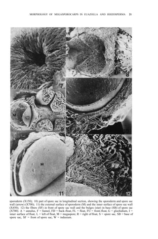 MORPHOLOGY OF MEGASPOROCARPS IN EUAZOLLA AND RHIZOSPERMA 21
sporoderm (X150); 10) part of spore sac in longitudinal section, showing the sporoderm and spore sac
wall (arrow) (X700); 11) the external surface of sporoderm (M) and the inner surface of spore sac wall
(X450); 12) the fibers (SF) in front of spore sac wall and the bulges (star) in base (SB) of spore sac
(X700). A = annulus, F = funnel, FD = back-float, FL = float, FU = front-float, G = glochidium, I =
inner surface of float, L = left of float, M = megaspore, R = right of float, S = spore sac, SB = base of
spore sac, SF = front of spore sac, W = indusium.
 