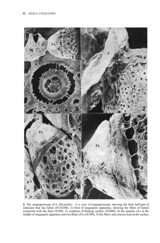22 AZOLLA UTILIZATION
2. The megasporocarp of A. filiculoides: 1) a view of megasporocarp, showing the back half-part of
indusium that has fallen off (X100); 2) front of megaspore apparatus, showing the fibers of funnel
connected with the float (X700); 3) sculpture of floating surface (X5000); 4) the annulus (A) at the
middle of megaspore apparatus and two floats (FL) (X300); 5) the fibers and concave hole at the surface
 