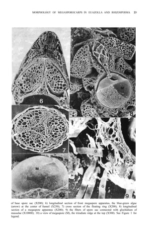 MORPHOLOGY OF MEGASPOROCARPS IN EUAZOLLA AND RHIZOSPERMA 23
of base spore sac (X200); 6) longitudinal section of front megaspore apparatus, the blue-green algae
(arrow) at the center of funnel (X250); 7) cross section of the floating ring (X200); 8) longitudinal
section of a megaspore apparatus (X200); 9) the fibers of spore sac connected with glochidium of
massulae (X10000); 10) a view of megaspore (M), the triradiate ridge at the top (X300). See Figure 1 for
legend.
 
