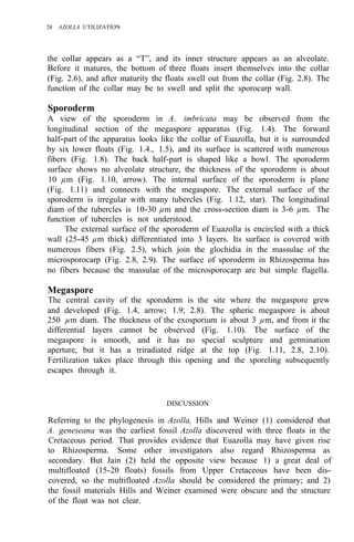24 AZOLLA UTILIZATION
the collar appears as a “T”, and its inner structure appears as an alveolate.
Before it matures, the bottom of three floats insert themselves into the collar
(Fig. 2.6), and after maturity the floats swell out from the collar (Fig. 2.8). The
function of the collar may be to swell and split the sporocarp wall.
Sporoderm
A view of the sporoderm in A. imbricata may be observed from the
longitudinal section of the megaspore apparatus (Fig. 1.4). The forward
half-part of the apparatus looks like the collar of Euazolla, but it is surrounded
by six lower floats (Fig. 1.4., 1.5), and its surface is scattered with numerous
fibers (Fig. 1.8). The back half-part is shaped like a bowl. The sporoderm
surface shows no alveolate structure, the thickness of the sporoderm is about
10 µm (Fig. 1.10, arrow). The internal surface of the sporoderm is plane
(Fig. 1.11) and connects with the megaspore. The external surface of the
sporoderm is irregular with many tubercles (Fig. 1.12, star). The longitudinal
diam of the tubercles is 10-30 µm and the cross-section diam is 3-6 µm. The
function of tubercles is not understood.
The external surface of the sporoderm of Euazolla is encircled with a thick
wall (25-45 µm thick) differentiated into 3 layers. Its surface is covered with
numerous fibers (Fig. 2.5), which join the glochidia in the massulae of the
microsporocarp (Fig. 2.8, 2.9). The surface of sporoderm in Rhizosperma has
no fibers because the massulae of the microsporocarp are but simple flagella.
Megaspore
The central cavity of the sporoderm is the site where the megaspore grew
and developed (Fig. 1.4, arrow; 1.9; 2.8). The spheric megaspore is about
250 µm diam. The thickness of the exosporium is about 3 µm, and from it the
differential layers cannot be observed (Fig. 1.10). The surface of the
megaspore is smooth, and it has no special sculpture and germination
aperture, but it has a triradiated ridge at the top (Fig. 1.11, 2.8, 2.10).
Fertilization takes place through this opening and the sporeling subsequently
escapes through it.
DISCUSSION
Referring to the phylogenesis in Azolla, Hills and Weiner (1) considered that
A. geneseana was the earliest fossil Azolla discovered with three floats in the
Cretaceous period. That provides evidence that Euazolla may have given rise
to Rhizosperma. Some other investigators also regard Rhizosperma as
secondary. But Jain (2) held the opposite view because 1) a great deal of
multifloated (15-20 floats) fossils from Upper Cretaceous have been dis-
covered, so the multifloated Azolla should be considered the primary; and 2)
the fossil materials Hills and Weiner examined were obscure and the structure
of the float was not clear.
 