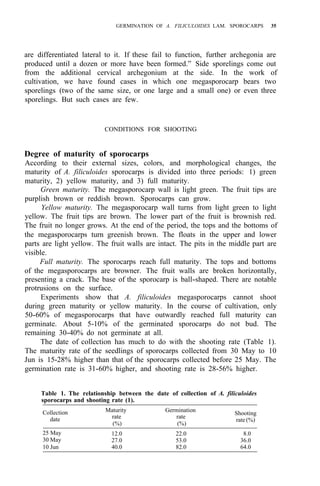 GERMINATION OF A. FILICULOIDES LAM. SPOROCARPS 35
are differentiated lateral to it. If these fail to function, further archegonia are
produced until a dozen or more have been formed.” Side sporelings come out
from the additional cervical archegonium at the side. In the work of
cultivation, we have found cases in which one megasporocarp bears two
sporelings (two of the same size, or one large and a small one) or even three
sporelings. But such cases are few.
CONDITIONS FOR SHOOTING
Degree of maturity of sporocarps
According to their external sizes, colors, and morphological changes, the
maturity of A. filiculoides sporocarps is divided into three periods: 1) green
maturity, 2) yellow maturity, and 3) full maturity.
Green maturity. The megasporocarp wall is light green. The fruit tips are
purplish brown or reddish brown. Sporocarps can grow.
Yellow maturity. The megasporocarp wall turns from light green to light
yellow. The fruit tips are brown. The lower part of the fruit is brownish red.
The fruit no longer grows. At the end of the period, the tops and the bottoms of
the megasporocarps turn greenish brown. The floats in the upper and lower
parts are light yellow. The fruit walls are intact. The pits in the middle part are
visible.
Full maturity. The sporocarps reach full maturity. The tops and bottoms
of the megasporocarps are browner. The fruit walls are broken horizontally,
presenting a crack. The base of the sporocarp is ball-shaped. There are notable
protrusions on the surface.
Experiments show that A. filiculoides megasporocarps cannot shoot
during green maturity or yellow maturity. In the course of cultivation, only
50-60% of megasporocarps that have outwardly reached full maturity can
germinate. About 5-10% of the germinated sporocarps do not bud. The
remaining 30-40% do not germinate at all.
The date of collection has much to do with the shooting rate (Table 1).
The maturity rate of the seedlings of sporocarps collected from 30 May to 10
Jun is 15-28% higher than that of the sporocarps collected before 25 May. The
germination rate is 31-60% higher, and shooting rate is 28-56% higher.
Table 1. The relationship between the date of collection of A. filiculoides
sporocarps and shooting rate (1).
Collection
date
Maturity
rate
(%)
Germination
rate
(%)
Shooting
rate (%)
25 May 12.0 22.0 8.0
30 May 27.0 53.0 36.0
10 Jun 40.0 82.0 64.0
 