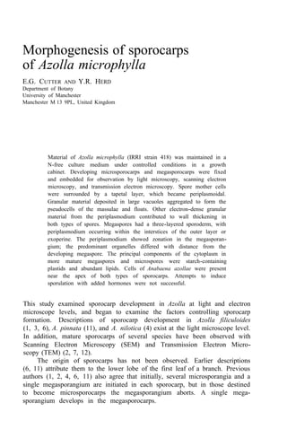 Morphogenesis of sporocarps
of Azolla microphylla
E.G. CUTTER AND Y.R. HERD
Department of Botany
University of Manchester
Manchester M 13 9PL, United Kingdom
Material of Azolla microphylla (IRRI strain 418) was maintained in a
N-free culture medium under controlled conditions in a growth
cabinet. Developing microsporocarps and megasporocarps were fixed
and embedded for observation by light microscopy, scanning electron
microscopy, and transmission electron microscopy. Spore mother cells
were surrounded by a tapetal layer, which became periplasmoidal.
Granular material deposited in large vacuoles aggregated to form the
pseudocells of the massulae and floats. Other electron-dense granular
material from the periplasmodium contributed to wall thickening in
both types of spores. Megaspores had a three-layered sporoderm, with
periplasmodium occurring within the interstices of the outer layer or
exoperine. The periplasmodium showed zonation in the megasporan-
gium; the predominant organelles differed with distance from the
developing megaspore. The principal components of the cytoplasm in
more mature megaspores and microspores were starch-containing
plastids and abundant lipids. Cells of Anabaena azollae were present
near the apex of both types of sporocarps. Attempts to induce
sporulation with added hormones were not successful.
This study examined sporocarp development in Azolla at light and electron
microscope levels, and began to examine the factors controlling sporocarp
formation. Descriptions of sporocarp development in Azolla filiculoides
(1, 3, 6), A. pinnata (11), and A. nilotica (4) exist at the light microscope level.
In addition, mature sporocarps of several species have been observed with
Scanning Electron Microscopy (SEM) and Transmission Electron Micro-
scopy (TEM) (2, 7, 12).
The origin of sporocarps has not been observed. Earlier descriptions
(6, 11) attribute them to the lower lobe of the first leaf of a branch. Previous
authors (1, 2, 4, 6, 11) also agree that initially, several microsporangia and a
single megasporangium are initiated in each sporocarp, but in those destined
to become microsporocarps the megasporangium aborts. A single mega-
sporangium develops in the megasporocarps.
 