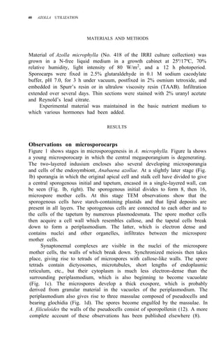 40 AZOLLA UTILIZATION
MATERIALS AND METHODS
Material of Azolla microphylla (No. 418 of the IRRI culture collection) was
grown in a N-free liquid medium in a growth cabinet at 25º/17ºC, 70%
relative humidity, light intensity of 80 W/m2
, and a 12 h photoperiod.
Sporocarps were fixed in 2.5% glutaraldehyde in 0.1 M sodium cacodylate
buffer, pH 7.0, for 3 h under vacuum, postfixed in 2% osmium tetroxide, and
embedded in Spurr’s resin or in ultralow viscosity resin (TAAB). Infiltration
extended over several days. Thin sections were stained with 2% uranyl acetate
and Reynold’s lead citrate.
Experimental material was maintained in the basic nutrient medium to
which various hormones had been added.
RESULTS
Observations on microsporocarps
Figure 1 shows stages in microsporogenesis in A. microphylla. Figure la shows
a young microsporocarp in which the central megasporangium is degenerating.
The two-layered indusium encloses also several developing microsporangia
and cells of the endosymbiont, Anabaena azollae. At a slightly later stage (Fig.
lb) sporangia in which the original apical cell and stalk cell have divided to give
a central sporogenous initial and tapetum, encased in a single-layered wall, can
be seen (Fig. lb, right). The sporogenous initial divides to form 8, then 16,
microspore mother cells. At this stage TEM observations show that the
sporogenous cells have starch-containing plastids and that lipid deposits are
present in all layers. The sporogenous cells are connected to each other and to
the cells of the tapetum by numerous plasmodesmata. The spore mother cells
then acquire a cell wall which resembles callose, and the tapetal cells break
down to form a periplasmodium. The latter, which is electron dense and
contains nuclei and other organelles, infiltrates between the microspore
mother cells.
Synaptonemal complexes are visible in the nuclei of the microspore
mother cells, the walls of which break down. Synchronized meiosis then takes
place, giving rise to tetrads of microspores with callose-like walls. The spore
tetrads contain dictyosomes, microtubules, short lengths of endoplasmic
reticulum, etc., but their cytoplasm is much less electron-dense than the
surrounding periplasmodium, which is also beginning to become vacuolate
(Fig. 1c). The microspores develop a thick exospore, which is probably
derived from granular material in the vacuoles of the periplasmodium. The
periplasmodium also gives rise to three massulae composed of pseudocells and
bearing glochidia (Fig. 1d). The spores become engulfed by the massulae. In
A. filiculoides the walls of the pseudocells consist of sporopollenin (12). A more
complete account of these observations has been published elsewhere (8).
 