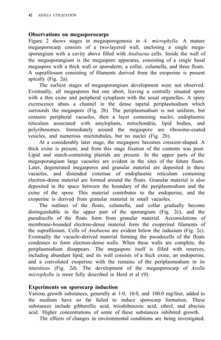 42 AZOLLA UTILIZATION
Observations on megasporocarps
Figure 2 shows stages in megasporogenesis in A. microphylla. A mature
megasporocarp consists of a two-layered wall, enclosing a single mega-
sporangium with a cavity above filled with Anabaena cells. Inside the wall of
the megasporangium is the megaspore apparatus, consisting of a single basal
megaspore with a thick wall or sporoderm, a collar, columella, and three floats.
A suprafilosum consisting of filaments derived from the exoperine is present
apically (Fig. 2a).
The earliest stages of megasporangium development were not observed.
Eventually, all megaspores but one abort, leaving a centrally situated spore
with a thin exine and peripheral cytoplasm with the usual organelles. A spiny
excrescence abuts a channel in the dense tapetal periplasmodium which
surrounds the megaspore (Fig. 2b). The periplasmodium is not uniform, but
contains peripheral vacuoles, then a layer containing nuclei, endoplasmic
reticulum associated with amyloplasts, mitochondria, lipid bodies, and
polyribosomes. Immediately around the megaspore are ribosome-coated
vesicles, and numerous microtubules, but no nuclei (Fig. 2b).
At a considerably later stage, the megaspore becomes crescent-shaped. A
thick exine is present, and from this stage fixation of the contents was poor.
Lipid and starch-containing plastids are present. In the upper parts of the
megasporangium large vacuoles are evident in the sites of the future floats.
Later, degenerated megaspores and granular material are deposited in these
vacuoles, and distended cisternae of endoplasmic reticulum containing
electron-dense material are formed around the floats. Granular material is also
deposited in the space between the boundary of the periplasmodium and the
exine of the spore. This material contributes to the endoperine, and the
exoperine is derived from granular material in small vacuoles.
The outlines of the floats, columella, and collar gradually become
distinguishable in the upper part of the sporangium (Fig. 2c), and the
pseudocells of the floats form from granular material. Accumulations of
membrane-bounded electron-dense material form the exoperinal filaments of
the suprafilosum. Cells of Anabaena are evident below the indusium (Fig. 2c).
Eventually the vacuole-derived material forming the pseudocells of the floats
condenses to form electron-dense walls. When these walls are complete, the
periplasmodium disappears. The megaspore itself is filled with reserves,
including abundant lipid, and its wall consists of a thick exine, an endoperine,
and a convoluted exoperine with the remains of the periplasmodium in its
interstices (Fig. 2d). The development of the megasporocarp of Azolla
microphylla is more fully described in Herd et al (9).
Experiments on sporocarp induction
Various growth substances, generally at 1.0, 10.0, and 100.0 mg/liter, added to
the medium have so far failed to induce sporocarp formation. These
substances include gibberellic acid, triiodobenzoic acid, ethrel, and abscisic
acid. Higher concentrations of some of these substances inhibited growth.
The effects of changes in environmental conditions are being investigated.
 