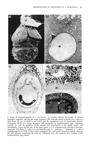 MORPHOGENESIS OF SPOROCARPS OF A. MICROPHYLLA 43
2. Stages of megasporogenesis in A. microphylla. a) scanning electron micrograph of mature
megaspore apparatus, showing the single megaspore (M) with convoluted exoperine (ex), collar (c),
three floats (f), one of which is not visible, and the suprafilosum (sf). b) transmission electron
micrograph (TEM) of a young megaspore (M) surrounded by periplasmodium (pp), comprising
vacuoles (v) near the periphery, nuclei, plastids and mitochondria in the middle region, and
microtubules, coated vesicles, etc., in the inner region. c) L.S. megasporocarp, showing a crescentic
megaspore (M), floats (f), collar (c), and columella (cm). A = Anabaena; i = indusium; w = wall of
megasporangium. d) TEM of fairly mature megaspore (M), with poorly preserved contents, showing
the wall structure, comprising the exine (e), endoperine (en), and exoperine (ex). Portions of the
peripiasmodium (pp) remain.
 