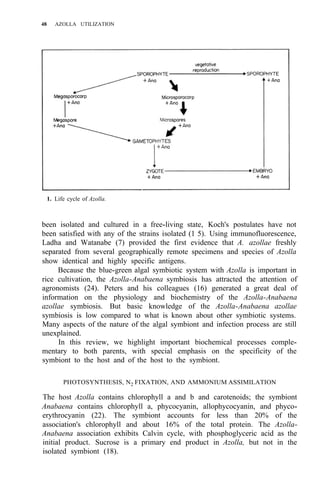 48 AZOLLA UTILIZATION
1. Life cycle of Azolla.
been isolated and cultured in a free-living state, Koch's postulates have not
been satisfied with any of the strains isolated (1 5). Using immunofluorescence,
Ladha and Watanabe (7) provided the first evidence that A. azollae freshly
separated from several geographically remote specimens and species of Azolla
show identical and highly specific antigens.
Because the blue-green algal symbiotic system with Azolla is important in
rice cultivation, the Azolla-Anabaena symbiosis has attracted the attention of
agronomists (24). Peters and his colleagues (16) generated a great deal of
information on the physiology and biochemistry of the Azolla-Anabaena
azollae symbiosis. But basic knowledge of the Azolla-Anabaena azollae
symbiosis is low compared to what is known about other symbiotic systems.
Many aspects of the nature of the algal symbiont and infection process are still
unexplained.
In this review, we highlight important biochemical processes comple-
mentary to both parents, with special emphasis on the specificity of the
symbiont to the host and of the host to the symbiont.
PHOTOSYNTHESIS, N2 FIXATION, AND AMMONIUM ASSIMILATION
The host Azolla contains chlorophyll a and b and carotenoids; the symbiont
Anabaena contains chlorophyll a, phycocyanin, allophycocyanin, and phyco-
erythrocyanin (22). The symbiont accounts for less than 20% of the
association's chlorophyll and about 16% of the total protein. The Azolla-
Anabaena association exhibits Calvin cycle, with phosphoglyceric acid as the
initial product. Sucrose is a primary end product in Azolla, but not in the
isolated symbiont (18).
 