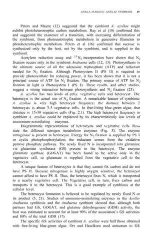 AZOLLA-ANABAENA AZOLLAE SYMBIOSIS 49
Peters and Mayne (12) suggested that the symbiont A. azollae might
exhibit photoheterotrophic carbon metabolism. Ray et al (18) confirmed this
and suggested the existence of a transition, with increasing differentiation of
the symbiont, from photoautotrophic metabolism in generative filaments to
photoheterotrophic metabolism. Peters et al (16) confirmed that sucrose is
synthesized only by the host, not by the symbiont, and is supplied to the
symbiont.
Acetylene reduction assay and 15
N2 incorporation have shown that N2
fixation occurs only in the symbiont Anabaena cells (12, 13). Photosynthesis is
the ultimate source of all the adenosine triphosphate (ATP) and reductant
needed for N2 fixation. Although Photosystem II (PS II) is required to
provide photosynthate for reducing power, it has been shown that it is not a
principal source of ATP for N2 fixation. The primary source of ATP for N2
fixation in light is Photosystem I (PS I). These results, and other studies,
suggest a strong interaction between photosynthesis and N2 fixation (23).
A. azollae has two kinds of cells: vegetative cells and heterocyst. The
heterocyst is the actual site of N2 fixation. A remarkable feature of symbiotic
A. azollae is very high heterocyst frequency: the distance between 2
heterocysts is about 3-5 vegetative cells. In free-living blue-green algae, that
distance is 15-30 vegetative cells (Fig. 2.1). The high heterocyst frequency in
symbiont A. azollae could be explained by its characteristically low levels of
ammonium-assimilating enzymes.
Diagrammatic representations of heterocysts and vegetative cells illus-
trate the different nitrogen metabolism enzymes (Fig. 3). The enzyme
nitrogenase is present in heterocyst. Energy for N2 fixation is supplied by PS I
or cyclic photophosphorylation; the reductant comes from the oxidative
pentose phosphate pathway. The newly fixed N is incorporated into glutamine
via glutamine synthetase (GS) present in the heterocyst. The enzyme
glutamate synthase (GOGAT) has been found to be active only in the
vegetative cell, so glutamate is supplied from the vegetative cell to the
heterocyst.
A unique feature of heterocysts is that they cannot fix carbon and do not
have PS II. Because nitrogenase is highly oxygen sensitive, the heterocyst
cannot afford to have PS II. Thus, the heterocyst fixes N, which is transported
to a nearby vegetative cell. The Vegetative cell, in turn, fixes carbon and
transports it to the heterocyst. This is a good example of symbiosis at the
cellular level.
The heterocyst formation is believed to be regulated by newly fixed N or
its product (5, 21). Studies of ammonia-assimilating enzymes in the Azolla-
Anabaena symbiosis and the Anabaena symbiont showed that, although both
partners had GS, GOGAT, and glutamic dehydrogenase (GDH) activity, the
host was estimated to account for at least 90% of the association’s GS activities
and 80% of the total GDH (17).
The specific GS activities of symbiont A. azollae were half those obtained
with free-living blue-green algae. Orr and Haselkorn used antiserum to GS
 
