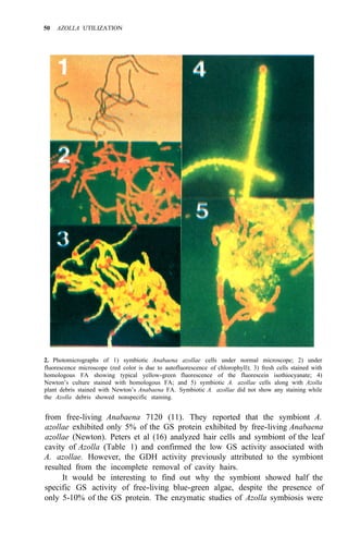 50 AZOLLA UTILIZATION
2. Photomicrographs of 1) symbiotic Anabaena azollae cells under normal microscope; 2) under
fluorescence microscope (red color is due to autofluorescence of chlorophyll); 3) fresh cells stained with
homologous FA showing typical yellow-green fluorescence of the fluorescein isothiocyanate; 4)
Newton’s culture stained with homologous FA; and 5) symbiotic A. azollae cells along with Azolla
plant debris stained with Newton’s Anabaena FA. Symbiotic A. azollae did not show any staining while
the Azolla debris showed nonspecific staining.
from free-living Anabaena 7120 (11). They reported that the symbiont A.
azollae exhibited only 5% of the GS protein exhibited by free-living Anabaena
azollae (Newton). Peters et al (16) analyzed hair cells and symbiont of the leaf
cavity of Azolla (Table 1) and confirmed the low GS activity associated with
A. azollae. However, the GDH activity previously attributed to the symbiont
resulted from the incomplete removal of cavity hairs.
It would be interesting to find out why the symbiont showed half the
specific GS activity of free-living blue-green algae, despite the presence of
only 5-10% of the GS protein. The enzymatic studies of Azolla symbiosis were
 