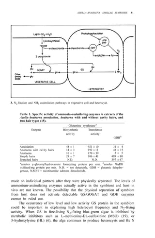 AZOLLA-ANABAENA AZOLLAE SYMBIOSIS 51
3. N2 fixation and NH3 assimilation pathways in vegetative cell and heterocyst.
Table 1. Specific activity of ammonia-assimilating enzymes in extracts of the
Azolla-Anabaena association. Anabaena with and without cavity hairs, and
two hair types (15).
Glutamine synthetasea
Enzyme Biosynthetic Transferase
activity activity
GDHb
Association 44 ± 1 921 ± 10 31 ± 4
Anabaena with cavity hairs 14 ± 3 192 ± 11 48 ± 15
Anabaena 10 ± 1 170 ± 39
Simple hairs
2 ± 5
28 ± 7 106 ± 41 469 ± 80
Branched hairs N.D. N.D. 397 ± 67
anmoles y-glutamylhydroxamate formed/mg protein per min. bnmoles NADH
oxidized/mg protein per min. N.D. = not detectable, GDH = glutamic dehydro-
genase, NADH = nicotinamide adenine dinucleotide.
made on individual partners after they were physically separated. The levels of
ammonium-assimilating enzymes actually active in the symbiont and host in
vivo are not known. The possibility that the physical separation of symbiont
from host does not activate detectable GS/GOGAT and GDH enzymes
cannot be ruled out.
The occurrence of low level and low activity GS protein in the symbiont
could be important in explaining high heterocyst frequency and N2-fixing
activity. When GS in free-living N2-fixing blue-green algae is inhibited by
metabolic inhibitors such as L-methionine-DL-sulfoxinine (MSO) (19), or
5-hydroxylysine (HL) (6), the alga continues to produce heterocysts and fix N
 