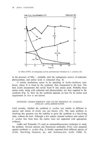 52 AZOLLA UTILIZATION
4. Effect of HYL on nitrogenase activity and heterocyst formation in A. cylindrica (6).
in the presence of NH4
+
, probably until the endogenous reserve of reductant,
photosynthate, and amino acids is exhausted (Fig. 4).
A similar mechanism seems to be operating in Azolla-Anabaena sym-
biosis, where N is fixed by the symbiont, then transported to the host. The
host Azolla incorporates this newly fixed N into amino acids. Probably these
amino acids, along with reductant and photosynthate, are then supplied to the
symbiont (Fig. 5). How far the symbiont depends on host for its amino acid
requirement in vivo is not known.
ANTIGENIC CHARACTERISTICS AND LECTIN PRESENCE IN ANABAENA
AZOLLAE-AZOLLAASSOCIATION
Until recently, whether the symbiont A. azollae was similar or different in
species and strains of Azolla was not known (15). The main problem in
resolving this question was the inability to grow the symbiont in a free-living
state, without the host. Although a few reports claimed isolation and culture of
A. azollae free from host, the claims were not supported with appropriate
evidence.
Ladha and Watanabe (7) used an immunofluorescence technique to study
the problem. Several antisera and fluorescent antibodies (FAs) were prepared
against symbiotic A. azollae (Fig. 2) freshly separated from different species of
Azolla, free-living Anabaena sp., and Anabaena-free Azolla (Table 2).
 