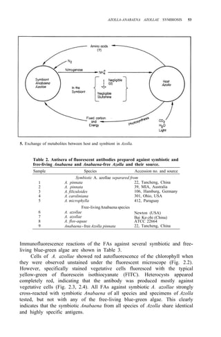 AZOLLA-ANABAENA AZOLLAE SYMBIOSIS 53
5. Exchange of metabolites between host and symbiont in Azolla.
Table 2. Antisera of fluorescent antibodies prepared against symbiotic and
free-living Anabaena and Anabaena-free Azolla and their source.
Sample Species Accession no. and source
1
2
3
4
5
Symbiotic A. azollae separared from
A. pinnata
A. pinnata
A. filiculoides
A. caroliniana
A. microphylla 412, Paraguay
22, Tancheng, China
39, MIA, Australia
106, Hamburg, Germany
301, Ohio, USA
Free-livingAnabaena species
6
7
8
9
A. azollae Newton (USA)
A. azollae Bai Ke-zhi (China)
A. flos-aquae ATCC 22664
Anabaena -free Azolla pinnata 22, Tancheng, China
Immunofluorescence reactions of the FAs against several symbiotic and free-
living blue-green algae are shown in Table 3.
Cells of A. azollae showed red autofluorescence of the chlorophyll when
they were observed unstained under the fluorescent microscope (Fig. 2.2).
However, specifically stained vegetative cells fluoresced with the typical
yellow-green of fluorescein isothiocyanate (FITC). Heterocysts appeared
completely red, indicating that the antibody was produced mostly against
vegetative cells (Fig. 2.3, 2.4). All FAs against symbiotic A. azollae strongly
cross-reacted with symbiotic Anabaena of all species and specimens of Azolla
tested, but not with any of the free-living blue-green algae. This clearly
indicates that the symbiotic Anabaena from all species of Azolla share identical
and highly specific antigens.
 