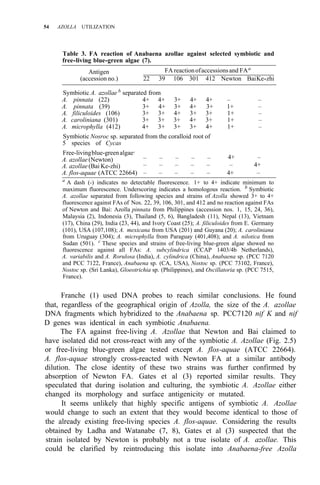 54 AZOLLA UTILIZATION
Table 3. FA reaction of Anabaena azollae against selected symbiotic and
free-living blue-green algae (7).
Antigen FA reactionofaccessionsand FAa
(accession no.) 22 39 106 301 412 Newton BaiKe-zhi
Symbiotic A. azollae b separated from
A. pinnata (22) 4+ 4+ 3+ 4+ 4+ – –
A. pinnata (39) 3+ 4+ 3+ 4+ 3+ 1+ –
A. filiculoides (106) 3+ 3+ 4+ 3+ 3+ 1+ –
A. caroliniana (301) 3+ 3+ 3+ 4+ 3+ 1+ –
A. microphylla (412) 4+ 3+ 3+ 3+ 4+ 1+ –
Symbiotic Nosroc sp. separated from the coralloid root of
5 species of Cycas
Free-livingblue-greenalgaec
A. azollae(Newton)
A. azollae(Bai Ke-zhi)
A. flos-aquae (ATCC 22664) – – – – – 4+ –
a
A dash (-) indicates no detectable fluorescence. 1+ to 4+ indicate minimum to
maximum fluorescence. Underscoring indicates a homologous reaction. b Symbiotic
A. azollae separated from following species and strains of Azolla showed 3+ to 4+
fluorescence against FAs of Nos. 22, 39, 106, 301, and 412 and no reaction against FAs
of Newton and Bai: Azolla pinnata from Philippines (accession nos. 1, 15, 24, 36),
Malaysia (2), Indonesia (3), Thailand (5, 6), Bangladesh (11), Nepal (13), Vietnam
(17), China (29), India (23, 44), and Ivory Coast (25); A. filiculoides from E. Germany
(101), USA (107,108); A. mexicana from USA (201) and Guyana (20); A. caroliniana
from Uruguay (304); A. microphylla from Paraguay (401,408); and A. nilotica from
Sudan (501). c These species and strains of free-living blue-green algae showed no
fluorescence against all FAs: A. subcylindrica (CCAP 1403/4b Netherlands),
A. variabilis and A. Rorulosa (India), A. cylindrica (China), Anabaena sp. (PCC 7120
and PCC 7122, France), Anabaena sp. (CA, USA), Nostoc sp. (PCC 73102, France),
Nostoc sp. (Sri Lanka), Gloeotrichia sp. (Philippines), and Oscillatoria sp. (PCC 7515,
France).
Franche (1) used DNA probes to reach similar conclusions. He found
that, regardless of the geographical origin of Azolla, the size of the A. azollae
DNA fragments which hybridized to the Anabaena sp. PCC7120 nif K and nif
D genes was identical in each symbiotic Anabaena.
The FA against free-living A. Azollae that Newton and Bai claimed to
have isolated did not cross-react with any of the symbiotic A. Azollae (Fig. 2.5)
or free-living blue-green algae tested except A. flos-aquae (ATCC 22664).
A. flos-aquae strongly cross-reacted with Newton FA at a similar antibody
dilution. The close identity of these two strains was further confirmed by
absorption of Newton FA. Gates et al (3) reported similar results. They
speculated that during isolation and culturing, the symbiotic A. Azollae either
changed its morphology and surface antigenicity or mutated.
It seems unlikely that highly specific antigens of symbiotic A. Azollae
would change to such an extent that they would become identical to those of
the already existing free-living species A. flos-aquae. Considering the results
obtained by Ladha and Watanabe (7, 8), Gates et al (3) suspected that the
strain isolated by Newton is probably not a true isolate of A. azollae. This
could be clarified by reintroducing this isolate into Anabaena-free Azolla
– – – – –
– – – – – 4+ –
– 4+
 
