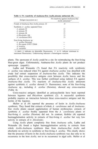 AZOLLA-ANABAENA AZOLLAE SYMBIOSIS 55
Table 4. FA reactivity of Anabaena-free Azolla pinnata antiserum (8).
FA reactivity against AnabAena-free
Azolla antiserum a
Antigen (accession no.)
Fronds of Anabaena-free Azolla pinnata 22 4+
Symbiotic A. azollae separated from
A. pinnata 22
A. pinnata 39
A. pinnata 44
A. filiculoides 106
A. caroliniana (301)
2+
2+
2+
2+
2+
Free-living Anabaena sp.
A. azollae (Newton) –
A. flos-aquae ATCC 22664 –
A. torulosa –
A. variabilis –
a
A dash (–) indicates no detectable fluorescence. 1+ to 4+ indicate minimum to
maximum fluorescence. Underscoring indicates a homologous reaction.
plants. The sporocarp of Azolla could be a site for reintroducing the free-living
blue-green algae. Unfortunately, Anabaena-free Azolla plants do not produce
sporocarps (unpubl.).
Ladha and Watanabe (7) found that FA reactivity with symbiiotic
A. azollae was reduced when FA against Anabaena azollae was absorbed with
crude leaf extract suspension of Anabaena-free Azolla. This indicates the
possibility that cross-reactive antigens exist between Azolla leaves and the
surfaces of A. azollae. This was further confirmed using indirect FA against
Anabaena-free Azolla. FA reactions of Anabaena-free Azolla antiserum
against symbiotic A. azollae showed 2+ fluorescence; none of the free-living
Anabaena sp., including A. azollae (Newton), showed any cross-reaction
(Table 4).
Cross-reactive antigens identified as polysaccharide have been reported
between legumes and Rhizobium symbiosis (2). A successful symbiosis
probably requires an interaction between these cross-reactive antigens and the
lectins of the legumes.
Mellor et al (9) reported the presence of lectin in Azolla-Anabaena
symbiosis. They found that extracts of whole A. caroliniana and of Anabaena-
free Azolla plants caused agglutination of human erythrocytes; extracts of
symbiotic A. azollae freshly separated from the A. caroliniana plants or
free-living A. azollae (Newton) did not. In contrast, Kobiler (4) reported
haemagglutination activity in extracts of free-living A. azollae but very low
activity in extracts of A. filiculoides.
Using Azolla plants completely free from Anabaena cells, Ladha and
Watanabe (8) found a higher haemagglutination activity in extracts from
whole Azolla-Anabaena symbiosis than from Anabaena-free Azolla and
absolutely no activity in symbiotic or free-living A. azollae. This clearly shows
that the presence of lectin in the Azolla-Anabaena symbiosis was due only to its
occurrence in the host Azolla, not to its occurrence in algal cells. Mellor et al
 
