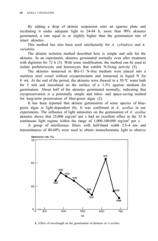 60 AZOLLA UTILIZATION
By adding a drop of akinete suspension onto an agarose plate and
incubating it under adequate light to 24-84 h, more than 90% akinetes
germinated, a rate equal to or slightly higher than the germination rate of
intact akinetes.
This method has also been used satisfactorily for A. cylindrica and A.
variabilis.
The akinete isolation method described here is simple and safe for the
akinetes. In an experiment, akinetes germinated normally even after treatment
with digitonin for 72 h (3). With some modification, the method can be used to
isolate proheterocysts and heterocysts that exhibit N-fixing activity (5).
The akinetes immersed in BG-11 N-free medium were placed into a
stainless steel vessel without cryoprotectants and immersed in liquid N for
8 wk. At the end of the period, the akinetes were thawed in a 30 ºC water bath
for 5 min and inoculated on the surface of a 1.5% agarose medium for
germination. About half of the akinetes germinated normally, indicating that
cryopreservation is a potentially simple and labor- and space-saving method
for long-term preservation of blue-green algae (2).
It has been reported that akinete germination of some species of blue-
green algae is light-dependent (6). It was confirmed in A. azollae in our
experiments. The influence of light intensities on the germination of A. azollae
akinetes shows that 25,000 erg/cm2 per s had an excellent effect in the 32 h
continuous light regime within the range of 1,000-100,000 erg/cm2
per s.
A group of interference filters with half-band width 2.5-4 nm and
transmittances of 40-60% were used to obtain monochromatic light to observe
1. Effect of wavelength on the germination of akinetes of A.azollae.
 