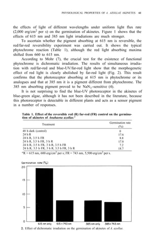 PHYSIOLOGICAL PROPERTIES OF A. AZOLLAE AKINETES 61
the effects of light of different wavelengths under uniform light flux rate
(2,000 erg/cm2
per s) on the germination of akinetes. Figure 1 shows that the
effects of 615 nm and 385 nm light irradiations are much stronger.
To ascertain whether the pigment absorbing at 615 nm is reversible, the
red/far-red reversibility experiment was carried out. It shows the typical
phytochrome reaction (Table 1), although the red light absorbing maxima
shifted from 660 to 615 nm.
According to Mohr (7), the crucial test for the existence of functional
phytochrome is dichromatic irradiation. The results of simultaneous irradia-
tion with red/far-red and blue-UV/far-red light show that the morphogenetic
effect of red light is clearly abolished by far-red light (Fig. 2). This result
confirms that the photoreceptor absorbing at 615 nm is phytochrome or its
analogues and that at 385 nm it is a pigment different from phytochrome. The
385 nm absorbing pigment proved to be NaN3 -sensitive (4).
It is not surprising to find the blue-UV photoreceptor in the akinetes of
blue-green algae, although it has not been described in the literature, because
this photoreceptor is detectable in different plants and acts as a sensor pigment
in a number of responses.
Table 1. Effect of the reversible red (R) far-red (FR) control on the germina-
tion of akinetes of Anabaena azollae.a
Treatment
Germination rate
(%)
48 h dark (control)
24 h R
24 h R, 3.5 h FR
24 h R, 3.5 h FR, 3 h R
24 h R, 3.5 h FR, 3 h R, 3.5 h FR
24 h R, 3.5 h FR, 3 h R, 3.5 h FR, 3 h R
0
17.6
8.8
17.8
7.2
18.7
a
R = 615 nm, 600 erg/cm2
per s; FR = 743 nm, 5,500 erg/cm2
per s.
2. Effect of dichromatic irradiation on the germination of akinetes of A. azollae.
 