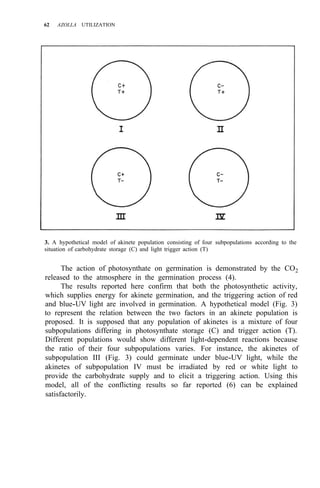 62 AZOLLA UTILIZATION
3. A hypothetical model of akinete population consisting of four subpopulations according to the
situation of carbohydrate storage (C) and light trigger action (T)
The action of photosynthate on germination is demonstrated by the CO2
released to the atmosphere in the germination process (4).
The results reported here confirm that both the photosynthetic activity,
which supplies energy for akinete germination, and the triggering action of red
and blue-UV light are involved in germination. A hypothetical model (Fig. 3)
to represent the relation between the two factors in an akinete population is
proposed. It is supposed that any population of akinetes is a mixture of four
subpopulations differing in photosynthate storage (C) and trigger action (T).
Different populations would show different light-dependent reactions because
the ratio of their four subpopulations varies. For instance, the akinetes of
subpopulation III (Fig. 3) could germinate under blue-UV light, while the
akinetes of subpopulation IV must be irradiated by red or white light to
provide the carbohydrate supply and to elicit a triggering action. Using this
model, all of the conflicting results so far reported (6) can be explained
satisfactorily.
 