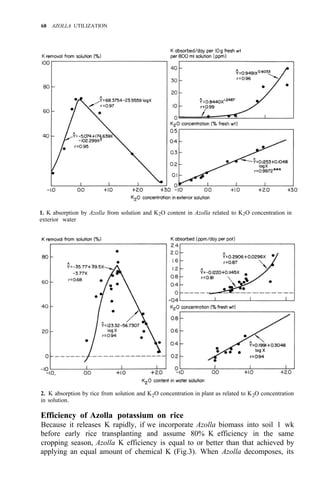 68 AZOLLA UTILIZATION
2. K absorption by rice from solution and K2O concentration in plant as related to K2O concentration
in solution.
Efficiency of Azolla potassium on rice
Because it releases K rapidly, if we incorporate Azolla biomass into soil 1 wk
before early rice transplanting and assume 80% K efficiency in the same
cropping season, Azolla K efficiency is equal to or better than that achieved by
applying an equal amount of chemical K (Fig.3). When Azolla decomposes, its
1. K absorption by Azolla from solution and K2O content in Azolla related to K2O concentration in
exterior water
 