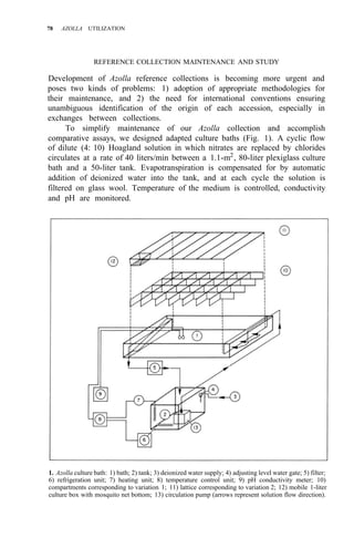 78 AZOLLA UTILIZATION
REFERENCE COLLECTION MAINTENANCE AND STUDY
Development of Azolla reference collections is becoming more urgent and
poses two kinds of problems: 1) adoption of appropriate methodologies for
their maintenance, and 2) the need for international conventions ensuring
unambiguous identification of the origin of each accession, especially in
exchanges between collections.
To simplify maintenance of our Azolla collection and accomplish
comparative assays, we designed adapted culture baths (Fig. 1). A cyclic flow
of dilute (4: 10) Hoagland solution in which nitrates are replaced by chlorides
circulates at a rate of 40 liters/min between a 1.1-m2
, 80-liter plexiglass culture
bath and a 50-liter tank. Evapotranspiration is compensated for by automatic
addition of deionized water into the tank, and at each cycle the solution is
filtered on glass wool. Temperature of the medium is controlled, conductivity
and pH are monitored.
1. Azolla culture bath: 1) bath; 2) tank; 3) deionized water supply; 4) adjusting level water gate; 5) filter;
6) refrigeration unit; 7) heating unit; 8) temperature control unit; 9) pH conductivity meter; 10)
compartments corresponding to variation 1; 11) lattice corresponding to variation 2; 12) mobile 1-liter
culture box with mosquito net bottom; 13) circulation pump (arrows represent solution flow direction).
 