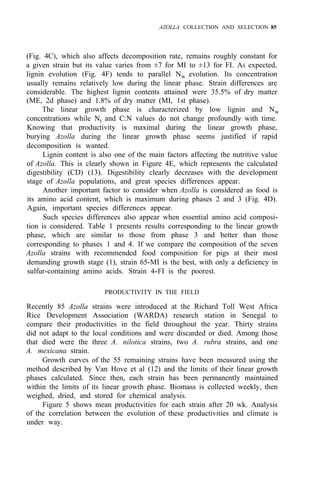 AZOLLA COLLECTION AND SELECTION 85
(Fig. 4C), which also affects decomposition rate, remains roughly constant for
a given strain but its value varies from ±7 for MI to ±13 for FI. AS expected,
lignin evolution (Fig. 4F) tends to parallel Nw evolution. Its concentration
usually remains relatively low during the linear phase. Strain differences are
considerable. The highest lignin contents attained were 35.5% of dry matter
(ME, 2d phase) and 1.8% of dry matter (MI, 1st phase).
The linear growth phase is characterized by low lignin and Nw
concentrations while Nt and C:N values do not change profoundly with time.
Knowing that productivity is maximal during the linear growth phase,
burying Azolla during the linear growth phase seems justified if rapid
decomposition is wanted.
Lignin content is also one of the main factors affecting the nutritive value
of Azolla. This is clearly shown in Figure 4E, which represents the calculated
digestibility (CD) (13). Digestibility clearly decreases with the development
stage of Azolla populations, and great species differences appear.
Another important factor to consider when Azolla is considered as food is
its amino acid content, which is maximum during phases 2 and 3 (Fig. 4D).
Again, important species differences appear.
Such species differences also appear when essential amino acid composi-
tion is considered. Table 1 presents results corresponding to the linear growth
phase, which are similar to those from phase 3 and better than those
corresponding to phases 1 and 4. If we compare the composition of the seven
Azolla strains with recommended food composition for pigs at their most
demanding growth stage (1), strain 65-MI is the best, with only a deficiency in
sulfur-containing amino acids. Strain 4-FI is the poorest.
PRODUCTIVITY IN THE FIELD
Recently 85 Azolla strains were introduced at the Richard Toll West Africa
Rice Development Association (WARDA) research station in Senegal to
compare their productivities in the field throughout the year. Thirty strains
did not adapt to the local conditions and were discarded or died. Among those
that died were the three A. nilotica strains, two A. rubra strains, and one
A. mexicana strain.
Growth curves of the 55 remaining strains have been measured using the
method described by Van Hove et al (12) and the limits of their linear growth
phases calculated. Since then, each strain has been permanently maintained
within the limits of its linear growth phase. Biomass is collected weekly, then
weighed, dried, and stored for chemical analysis.
Figure 5 shows mean productivities for each strain after 20 wk. Analysis
of the correlation between the evolution of these productivities and climate is
under way.
 