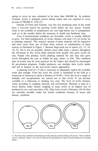 90 AZOLLA UTILIZATION
spring to cover an area estimated to be more than 680,000 ha. In northern
Vietnam, Azolla is primarily grown during winter and was reported to cover
an area of 700,000 in 1978 (7).
Outside of China and Vietnam, very few rice producing areas in the world
have a wet-cool season for growing Azolla before the rice season. Usually
water is not available or temperatures are very high before rice is transplanted,
such as in the months before the monsoon in South and Southeast Asia.
Even if environmental conditions are favorable, Azolla is usually difficult
to grow. For field multiplication of Azolla, farmers will need 1-5 t of Azolla/ ha
as planting material. This massive amount of plant material will be expensive
and must come from one of three basic sources or combinations of these
sources as illustrated in Figure 1. Because large-scale use of spores (12, 13, 14,
18, 47, 56) is not yet possible, farmers must either keep a nursery throughout
the off-season or buy Azolla plant material from people who grow Azolla for
sale. People who produce Azolla planting material for sale may also grow
Azolla throughout the year as fodder for pigs, ducks, or fish. This combined
type of system may be most practical for the tropics and should be encouraged
by government programs. Fodder producers can multiply their Azolla stocks
and sell to farmers as the rice/Azolla season approaches.
A planting level of 1-5 t/ha is necessary to adequately exploit the available
water and sunlight. From this level, the Azolla is multiplied in the field as a
monocrop or intercrop to attain a biomass of 10-80 t. From this level a single or
multiple soil incorporations are carried out so that Azolla N can become
available to a following or standing rice crop. The level of Azolla biomass
varies according to cropping intensity and environment. Biomass is kept at a
lower density under intense cropping to keep Azolla at its highest rate of
productivity on a unit area basis (10). Only lower levels of biomass (10-30 t/ha)
are currently possible under hot humid conditions because of insect and
disease problems.
1. The three basic methods of maintaining Azolla planting material during off-seasons. These methods
can be combined. About 3 wk must be allowed for germination of spores and development to dividing
plants.
 