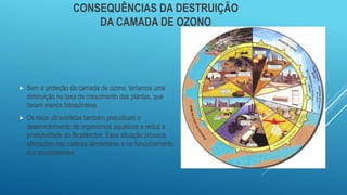 CONSEQUÊNCIAS DA DESTRUIÇÃO
DA CAMADA DE OZONO
 Sem a proteção da camada de ozono, teríamos uma
diminuição na taxa de crescimento das plantas, que
fariam menos fotossíntese.
 Os raios ultravioletas também prejudicam o
desenvolvimento de organismos aquáticos e reduz a
produtividade do fitoplâncton. Essa situação provoca
alterações nas cadeias alimentares e no funcionamento
dos ecossistemas.
 