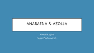 ANABAENA & AZOLLA
Paradava Jaydip
Sardar Patel university
 