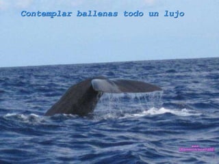 Contemplar ballenas todo un lujo www. laboutiquedelpowerpoint. com 