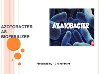 AZOTOBACTER
AS
BIOFERILIZER
Presented by – Chandrakant
 