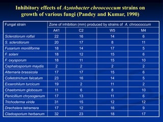 Inhibitory effects of Azotobacter chroococcum strains on
growth of various fungi (Pandey and Kumar, 1990)
Fungal strain Zone of inhibition (mm) produced by strains of A. chroococcum
A41 C2 W5 M4
Sclerotiorum rolfsii 22 16 14 6
S. sclerotiorum 20 17 8 11
Fusarium moniliforme 18 14 17 5
F. solani 18 12 15 6
F. oxysporum 18 11 15 10
Cephalosporium maydis 2 2 2 2
Alternaria brassicola 17 17 15 6
Colletotrichum falcatum 23 16 14 5
Exserohilum turcicum 19 2 11 2
Chaetomium globosum 11 6 8 10
Penicillium chrysogenum 17 13 11 6
Trichoderma viride 31 15 12 12
Drechslera tetramera 17 12 16 9
Cladosporium herbanum 32 23 18 17
 