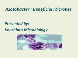 Azotobacter : Beneficial Microbes
Presented by:
Khushbu’s Microbiology
 