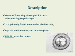 Description
 Genus of free-living diastrophic bacteria
whose resting stage is a cyst.
 It is primarily found in neutral to alkaline soils,
 Aquatic environments, and on some plants.
 IMAGE : Azotobacter cyst.
 