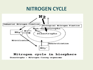 NITROGEN CYCLE
 