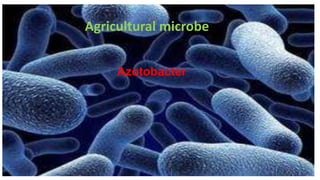 Azotobacter
Agricultural microbe
 