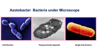 azotobacter .pptx