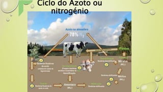 Ciclo do Azoto ou
nitrogénio
 