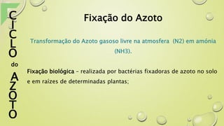 Fixação do Azoto
Transformação do Azoto gasoso livre na atmosfera (N2) em amónia
(NH3).
Fixação biológica – realizada por bactérias fixadoras de azoto no solo
e em raízes de determinadas plantas;
C
I
C
L
O
do
A
Z
O
T
O
 