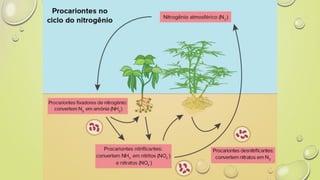 azoto e fertilizantes.pptx