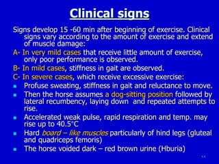 11
Clinical signs
Signs develop 15 -60 min after beginning of exercise. Clinical
signs vary according to the amount of exercise and extend
of muscle damage:
A- In very mild cases that receive little amount of exercise,
only poor performance is observed.
B- In mild cases, stiffness in gait are observed.
C- In severe cases, which receive excessive exercise:
 Profuse sweating, stiffness in gait and reluctance to move.
 Then the horse assumes a dog-sitting position followed by
lateral recumbency, laying down and repeated attempts to
rise.
 Accelerated weak pulse, rapid respiration and temp. may
rise up to 40.5°C
 Hard board – like muscles particularly of hind legs (gluteal
and quadriceps femoris)
 The horse voided dark – red brown urine (Hburia)
 