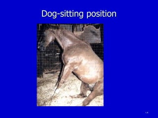 12
Dog-sitting position
 