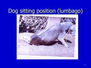 13
Dog sitting position (lumbago)
 