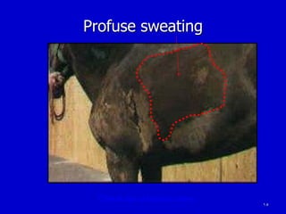 15
Profuse sweating
Clinical sign of lactation tetany
 