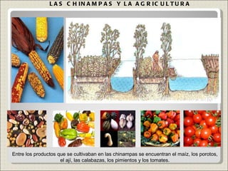 L A S C H IN A M P A S Y L A A G R IC U L T U R A
L A S C H IN A M P A S Y L A A G R IC U L T U R A
Entre los productos que se cultivaban en las chinampas se encuentran el maíz, los porotos,
el ají, las calabazas, los pimientos y los tomates.
 