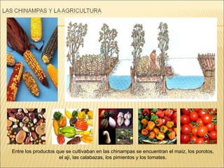 Entre los productos que se cultivaban en las chinampas se encuentran el maíz, los porotos, el ají, las calabazas, los pimientos y los tomates. 